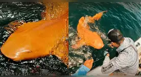 Científicos descubren el primer tiburón naranja del mundo.