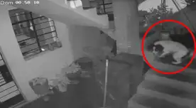 Perrita salvó a familia al apagar explosivo arrojado a casa de periodista en Huaral