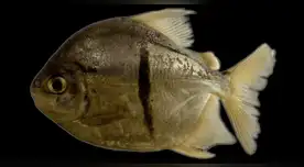Myloplus sauron, el pez con dientes humanos del Amazonas que desconcertó a los científicos. Myloplus sauron, el pez con dientes humanos del Amazonas que desconcertó a los científicos.