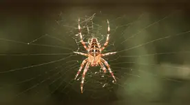 Científicos drogaron arañas y descubrieron un patrón aterrador. Científicos drogaron arañas y descubrieron un patrón aterrador.