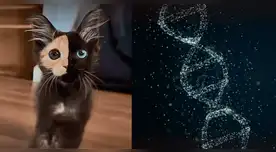 La condición genética del 'gato con dos caras' que lo hace único en su especie.