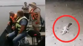 Terror en los manglares de Tumbes: cocodrilo emerge en área donde nunca se le había visto