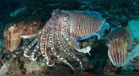 Científicos cerca de descifrar el lenguaje de sepias, delfines y monos.