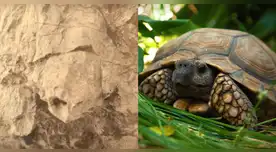 El Rover Perseverance de la NASA captura imagen de una 'tortuga' en Marte.