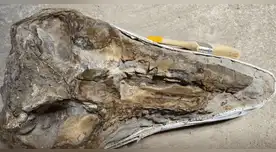 Exhiben en Perú el fósil de un delfín extinto hace 12 millones de años. Exhiben en Perú el fósil de un delfín extinto hace 12 millones de años.