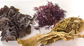 ¿Pueden las algas ayudar en la prevención del cáncer? Estudios dan esperanzadores resultados.