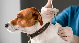Vacunación contra la rabia GRATUITA: fechas, horarios y lugares para llevar a tu mascota