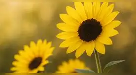 Las mejores frases para regalar flores amarillas este 21 de septiembre