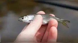 Los dedos humanos provienen del trasero de los peces, según estudio científico. Los dedos humanos provienen del trasero de los peces, según estudio científico.