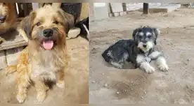 Día Mundial del Perro Adoptado se celebra este 23 de septiembre: historias de rescate y feria en Lima por una noble causa