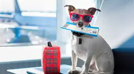 Perros y gatos ahora podrán viajar al extranjero con plataforma digital de SENASA: conoce el paso a paso Perros y gatos ahora podrán viajar al extranjero con plataforma digital de SENASA: conoce el paso a paso