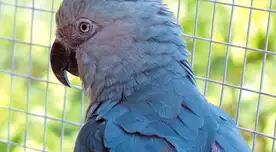 Regresa la vida zoológico belga anuncia nacimiento de guacamayo azul, símbolo perdido de Brasil.