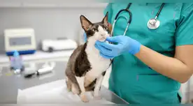 Municipalidad de Chorrillos organiza campaña veterinaria gratuita este 4 de octubre.