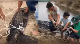 Cocodrilo de 3 metros fue hallado en un criadero en Tumbes.