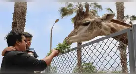 Parque de las Leyendas dará el 50% de descuento en entradas.