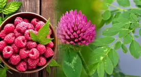 Estas plantas medicinales pueden apoyar tu fertilidad. Descubre cómo prepararlas y sus efectos positivos.