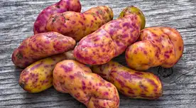 El olluco es un tubérculo andino con múltiples beneficios.