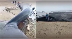 Reportan a ballena varada en Punta Sal: usuarios captan el momento en video.