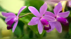 ¿Cuál ciudad del Perú es la Capital de las Orquídeas y cuándo es el festival de esta flor? ¿Cuál ciudad del Perú es la Capital de las Orquídeas y cuándo es el festival de esta flor?