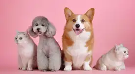 Gavin Newsom refuerza la protección animal con nuevas leyes en California.