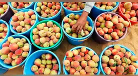 Alerta en Lima: 4 de cada 5 duraznos superan los límites de plaguicidas permitidos, según estudio Alerta en Lima: 4 de cada 5 duraznos superan los límites de plaguicidas permitidos, según estudio