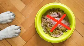 ¡Atención dueños de mascotas! Comida para perros retirada por infección mortal.