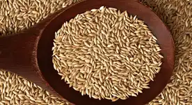 Descubre las propiedades del alpiste para humanos y cómo su consumo puede ayudarte.