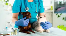 ¡Apúrate! Campaña GRATUITA promete transformar la salud de tu mascota: ¿Qué servicios se ofrecerán?