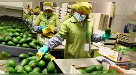 Palta peruana logra expansión sin precedentes: Europa y Asia se consolidan como los destinos más rentables