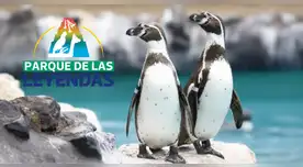 Ingreso al Parque de las Leyendas desde S/5: ¿quiénes pueden acceder al beneficio durante diciembre?