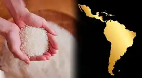 El país de América Latina que más produce y consume arroz en el mundo junto a China: superó más de 3 veces a Perú y Colombia
