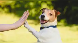 Comportamiento canino: por qué los perros nos tocan con la pata