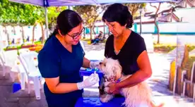 ¡Cuida a tu mascota sin costo! Asiste a la campaña veterinaria gratuita este viernes 12 de diciembre