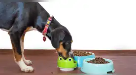 Golpe al mercado de mascotas retiran alimento canino por graves problemas intestinales. Golpe al mercado de mascotas retiran alimento canino por graves problemas intestinales.