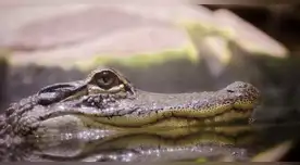 Caimán gigante sorprende a residentes de Florida y genera alerta en la comunidad. Caimán gigante sorprende a residentes de Florida y genera alerta en la comunidad.