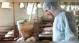 Tras la detección del virus, se decretó el confinamiento de 39 granjas de cerdos en España Tras la detección del virus, se decretó el confinamiento de 39 granjas de cerdos en España