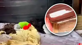 Bebé queda en inconsciente tras caerle maseta del 3er piso. Bebé queda en inconsciente tras caerle maseta del 3er piso.