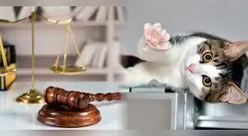 Ciudadanos no podrán criar gatos de razas Scottish Fold y Sphynx Ciudadanos no podrán criar gatos de razas Scottish Fold y Sphynx