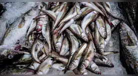 Mercado clave se cierra Estados Unidos frenará la importación de 4 pesquerías del Perú. Mercado clave se cierra Estados Unidos frenará la importación de 4 pesquerías del Perú.