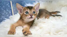 California actualiza sus normas para dueños de gatos y desata debate estatal