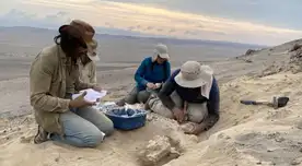 Paleontólogos peruanos revelan el origen de una nueva especie de lobo marino. Paleontólogos peruanos revelan el origen de una nueva especie de lobo marino.