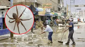 Minsa advierte sobre la presencia de arañas venenosas en zonas afectadas por lluvias y huaicos.
