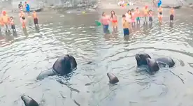 t: Reportan LOBOS MARINOS en la ORILLA de concurrida playa de LIMA: bañistas quedan en shock pero "disfrutan del sol juntos"