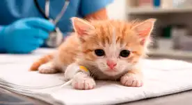 El “COVID de los gatos”: el virus que se expande en el mundo y pone en riesgo a los michis, ¿qué es y cuáles son sus síntomas? El “COVID de los gatos”: el virus que se expande en el mundo y pone en riesgo a los michis, ¿qué es y cuáles son sus síntomas?