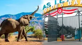 Elefantes están a un paso para volver a los zoológicos peruanos