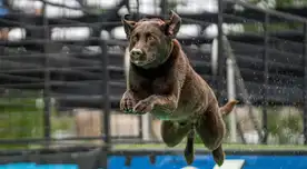 Seguridad de alto nivel en el Super Bowl LX gracias a perros detectores de bombas.