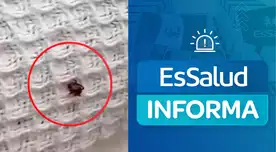 EsSalud se pronuncia tras indignante hallazgo de una garrapata en cama de hospital de Nuevo Chimbote. EsSalud se pronuncia tras indignante hallazgo de una garrapata en cama de hospital de Nuevo Chimbote.