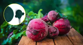 Colorantes naturales en auge FDA amplía el uso de la espirulina y aprueba la remolacha. Colorantes naturales en auge FDA amplía el uso de la espirulina y aprueba la remolacha.