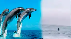 Vecinos reportan sorprendente avistamiento de delfines muy cerca de la orilla en La Herradura, Chorrillos