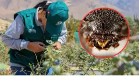 SENASA confirma emergencia fitosanitaria: peligroso insecto llegó desde la India y amenaza al país.